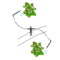 рисунок кустиков земляники поливаемых капельным поливом